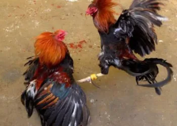 Sabung Ayam di Pinrang Menggila, Ada Oknum Aparat di Balik Layar?