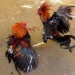 Sabung Ayam di Pinrang Menggila, Ada Oknum Aparat di Balik Layar?
