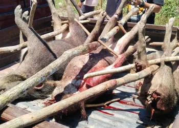 Desa Pattallassang Bersatu : Berantas Hama Babi Demi Menyelamatkan Pertanian