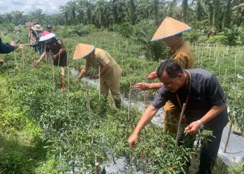 Pj Wali Kota Dumai T.R Fahsul Falah Hadiri Panen Raya Cabai