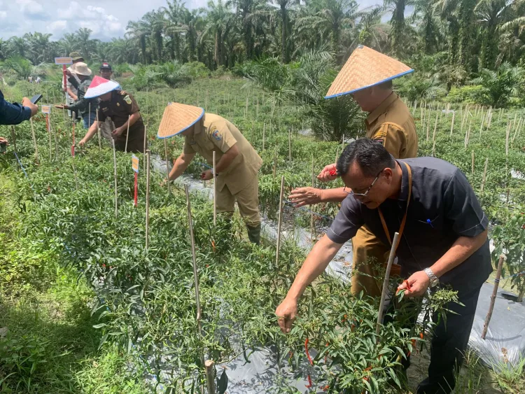Pj Wali Kota Dumai T.R Fahsul Falah Hadiri Panen Raya Cabai