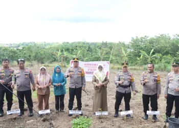 Swasembada Pangan, Kapolres Parepare Tanam 1000 Cabai