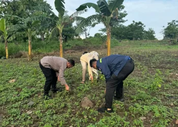 Kapolsek Bacukiki Polres Parepare, Gandeng Lurah Rawat Cabai