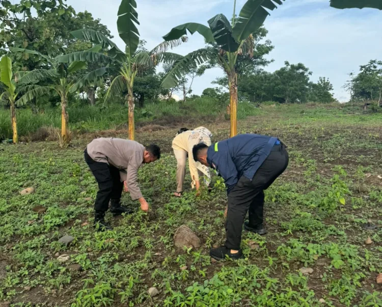 Kapolsek Bacukiki Polres Parepare, Gandeng Lurah Rawat Cabai