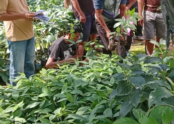 UPT KPH Selayar Salurkan 2.000 Bibit Pala untuk Mendukung Penghijauan dan Ekonomi Masyarakat