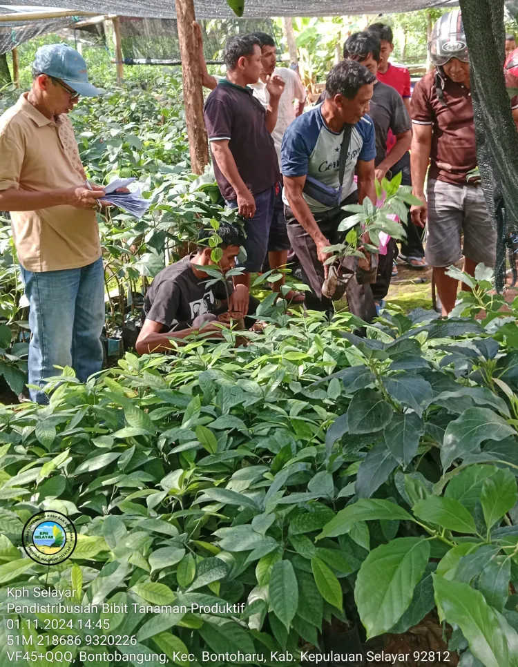 UPT KPH Selayar Salurkan 2.000 Bibit Pala untuk Mendukung Penghijauan dan Ekonomi Masyarakat