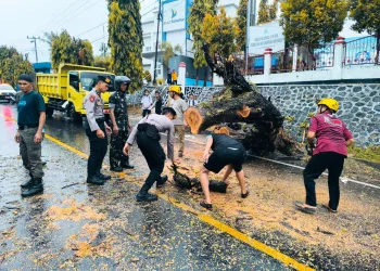 Pohon Besar Tumbang di Depan Kantor Bupati Majene