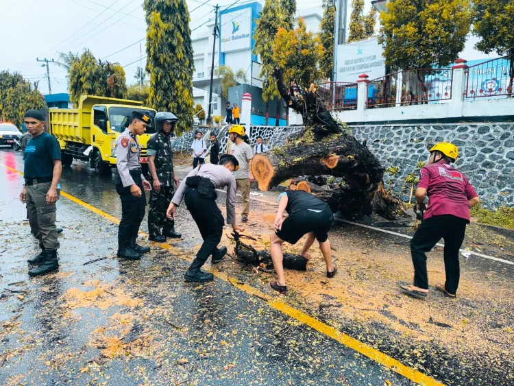 Pohon Besar Tumbang di Depan Kantor Bupati Majene