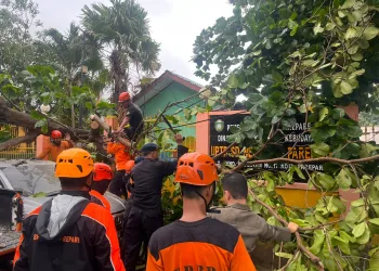 Brimob Sulsel Bersama BPBD Parepare Evakuasi Pohon Tumbang di depan UPDT SD 46 Kota Parepare