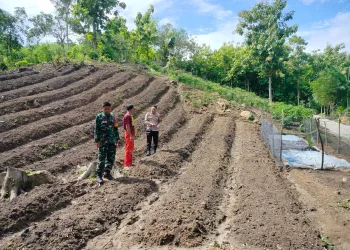 TNI-Polri di Majene Kolaborasi ‘Dorong’ Ketahanan Pangan