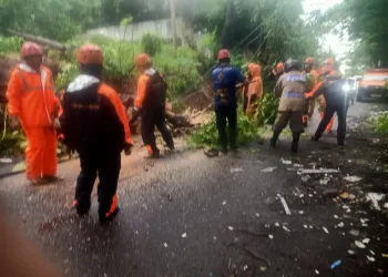Pohon Tumbang di Jalan Latasakka Bacukiki Barat, Bhabinkamtibmas Bantu Tim BPBD dan Damkar Lakukan Penanganan