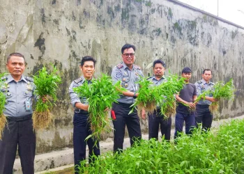 Dukung Program Akselerasi Menteri, Rutan Barru Panen Hasil Ketahanan Pangan