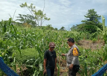 Dukung Ketahanan Pangan, Aiptu Herman Pantau Pertumbuhan Jagung