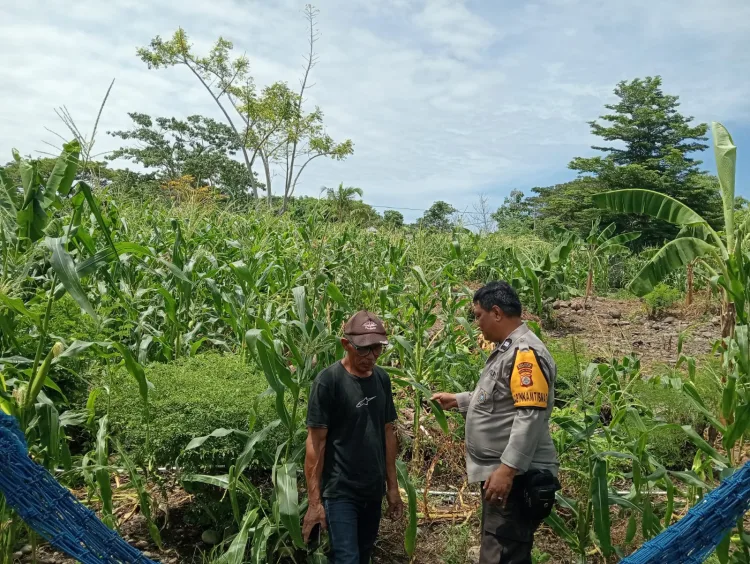 Dukung Ketahanan Pangan, Aiptu Herman Pantau Pertumbuhan Jagung