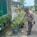 Dukung Program Swasembada Pangan, Bhabinkamtibmas Polsek Bacukiki Rutin Pantau Tanaman Pangan Warga
