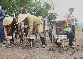 Program Asta Cita Presiden RI, Parepare Ikut Sukseskan Penanaman Jagung Serentak Satu Juta Hektar