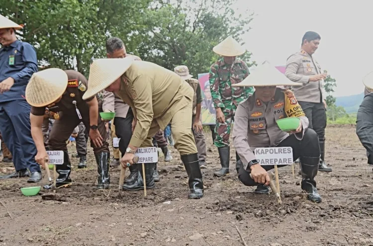 Program Asta Cita Presiden RI, Parepare Ikut Sukseskan Penanaman Jagung Serentak Satu Juta Hektar