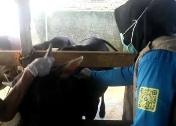 Pemkot Parepare Bergerak Cepat Cegah Wabah PMK