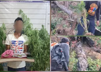 Sat Resnarkoba Polres Aceh Selatan Musnahkan Ladang Ganja dan Amankan Seorang Terduga Pelaku