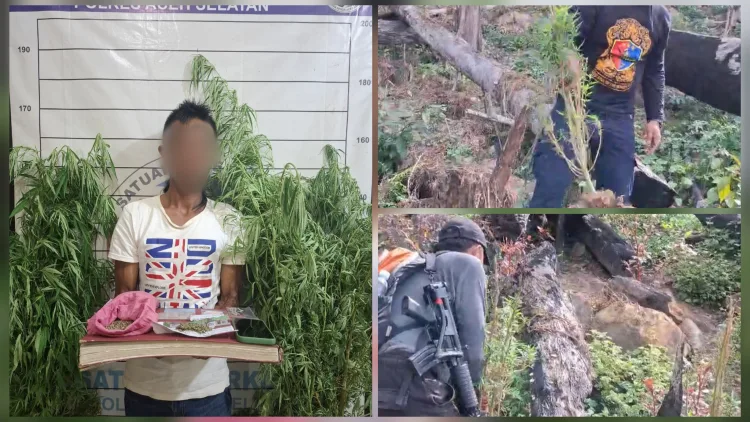 Sat Resnarkoba Polres Aceh Selatan Musnahkan Ladang Ganja dan Amankan Seorang Terduga Pelaku
