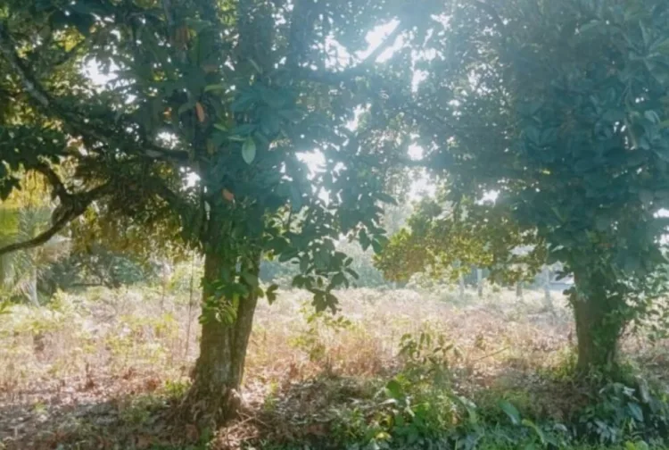 Kasus Mafia Tanah di Kubu Raya, Proses Hukum Terhenti Meski Bukti Kuat