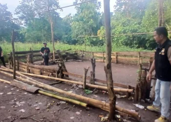 Personel Polsek Kajang Bakar Gelanggang Sabung Ayam di Desa Bonto Baji.