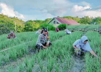 Bhabinkamtibmas Polres Majene Motivasi Petani Bawang Merah Desa Pamboborang untuk Sukseskan Ketahanan Pangan Nasional