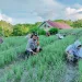 Bhabinkamtibmas Polres Majene Motivasi Petani Bawang Merah Desa Pamboborang untuk Sukseskan Ketahanan Pangan Nasional