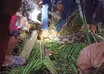 Seorang Anak di Sidrap Temukan Ibu Didalam Perut Ular Piton