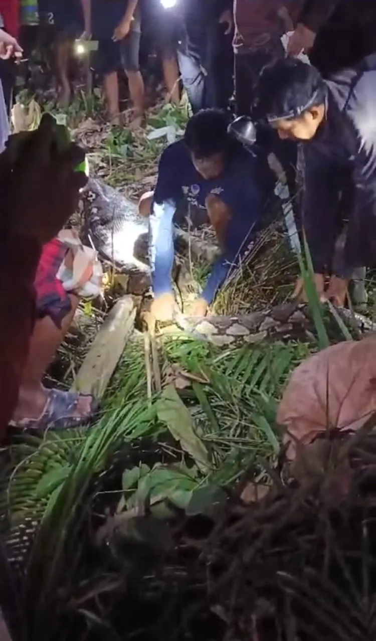 Seorang Anak di Sidrap Temukan Ibu Didalam Perut Ular Piton