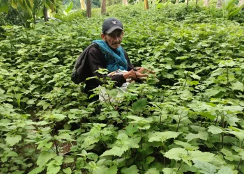 Suara Petani Nilam di Majene untuk Presiden