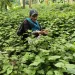 Suara Petani Nilam di Majene untuk Presiden