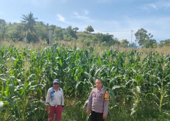 Bhabinkamtibmas Kelurahan Tande Sambangi Ladang Jagung di Lingkungan Buttu
