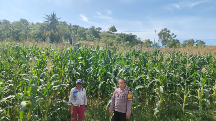 Bhabinkamtibmas Kelurahan Tande Sambangi Ladang Jagung di Lingkungan Buttu