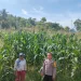 Bhabinkamtibmas Kelurahan Tande Sambangi Ladang Jagung di Lingkungan Buttu