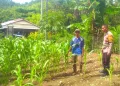 Dukung Program Asta Cita, Bhabinkamtibmas Desa Buttu Baruga Pantau Lahan Jagung Warga di Desa Buttu Baruga
