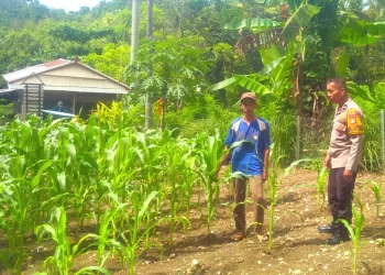 Dukung Program Asta Cita, Bhabinkamtibmas Desa Buttu Baruga Pantau Lahan Jagung Warga di Desa Buttu Baruga