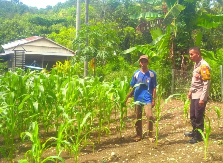 Dukung Program Asta Cita, Bhabinkamtibmas Desa Buttu Baruga Pantau Lahan Jagung Warga di Desa Buttu Baruga