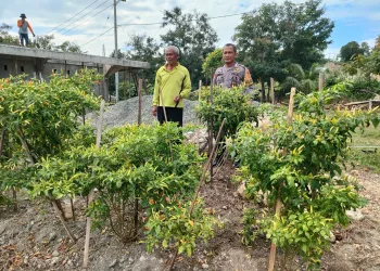 Dukung Ketahanan Pangan Nasional, Bhabinkamtibmas Polres Majene Kunjungi Kebun Cabai Warga di Lingkungan Buttu