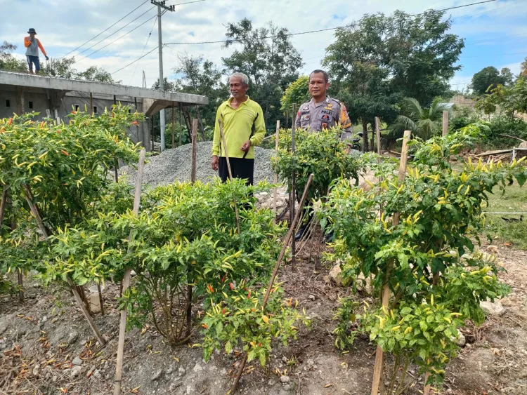 Dukung Ketahanan Pangan Nasional, Bhabinkamtibmas Polres Majene Kunjungi Kebun Cabai Warga di Lingkungan Buttu