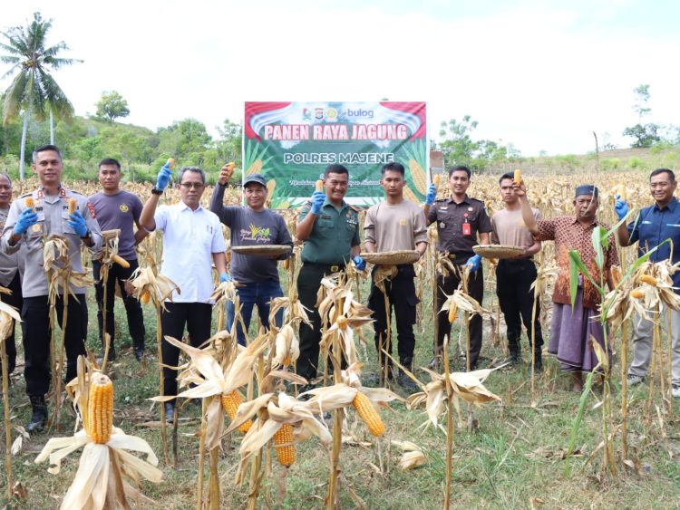 Polres Majene Gelar Panen Raya Jagung 1 Juta Hektar Dukung Ketahanan Pangan