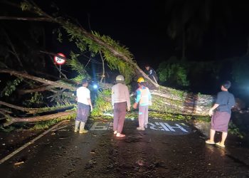Pohon Tumbang Tutupi Jalan Trans Mamuju-Majene, Polsek Malunda dan Warga Gotong Royong Bersihkan Material