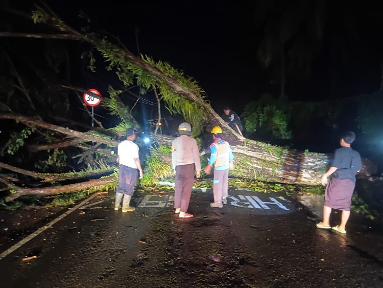 Pohon Tumbang Tutupi Jalan Trans Mamuju-Majene, Polsek Malunda dan Warga Gotong Royong Bersihkan Material