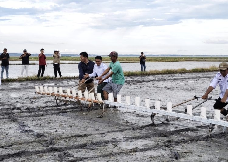 Bupati Syaharuddin Alrif Turun Sawah, Sidrap Pacu Produksi Padi Menuju 1 Juta Ton