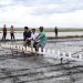 Bupati Syaharuddin Alrif Turun Sawah, Sidrap Pacu Produksi Padi Menuju 1 Juta Ton