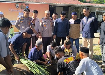 Polres Majene dan Bhayangkari Cabang Majene Sembelih Lima Ekor Sapi pada Idul Adha 1446 H
