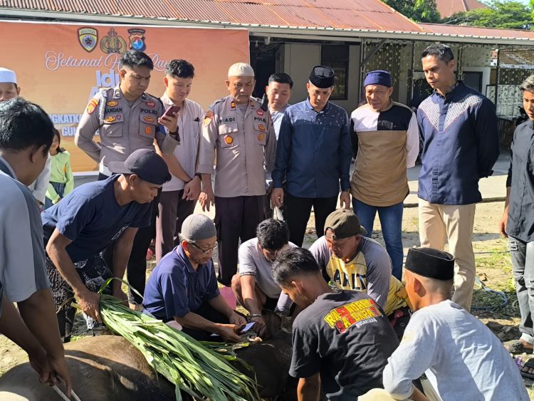 Polres Majene dan Bhayangkari Cabang Majene Sembelih Lima Ekor Sapi pada Idul Adha 1446 H