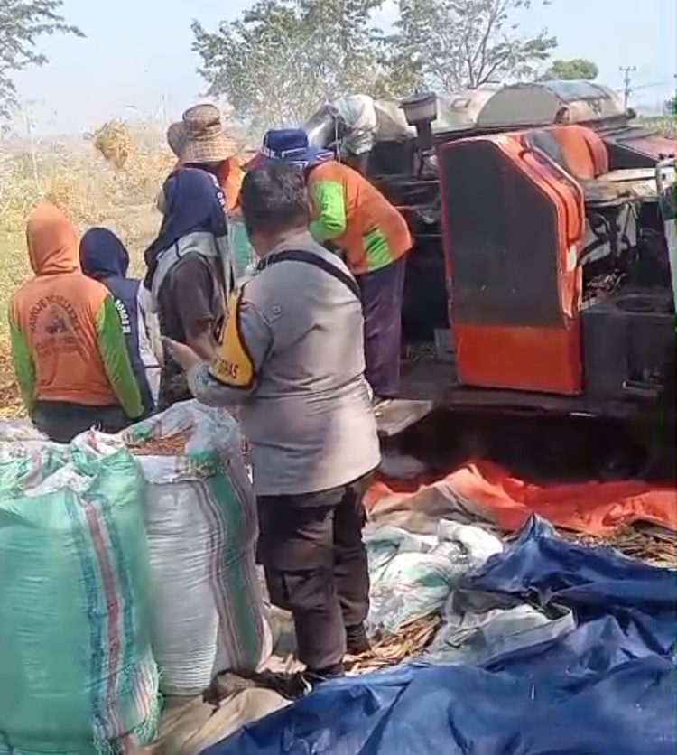 Sambut Hari Bhayangkara ke-79, Polres Parepare Panen Jagung Bersama Kelompok Tani Galung Maloang