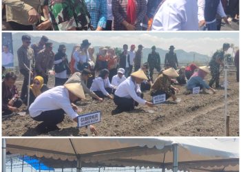 Mentan Amran Canangkan Majene Jadi “Kabupaten Bawang” di Sulawesi Barat, Pasok Kawasan Timur Indonesia