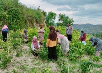 Bhabinkamtibmas Desa Pamboborang Dorong Petani Cabai Rawit Tingkatkan Produktivitas untuk Ketahanan Pangan Nasional